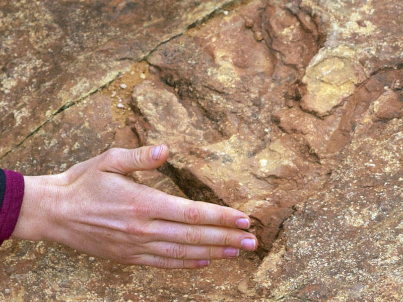Dinozavrlardan daha qədim - 500 milyon yaşı olan canlı tapılıb