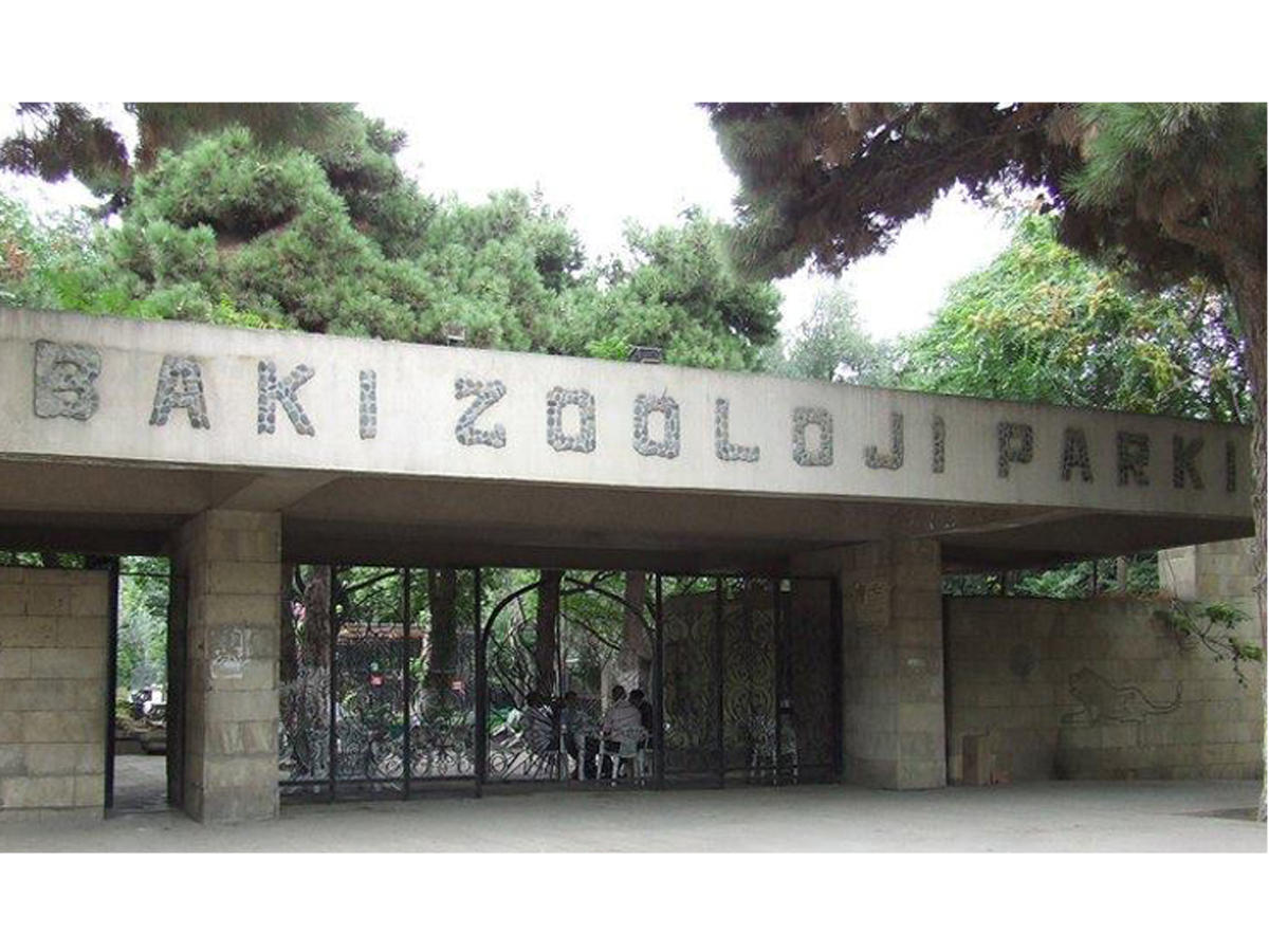 Bakı Zooparkına Çexiyadan hədiyyə - Cırtdan maral