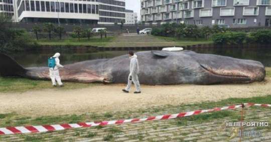 Şəhərin ortasına 40 metrlik balinanı yadplanetlilər atıb? - FOTO