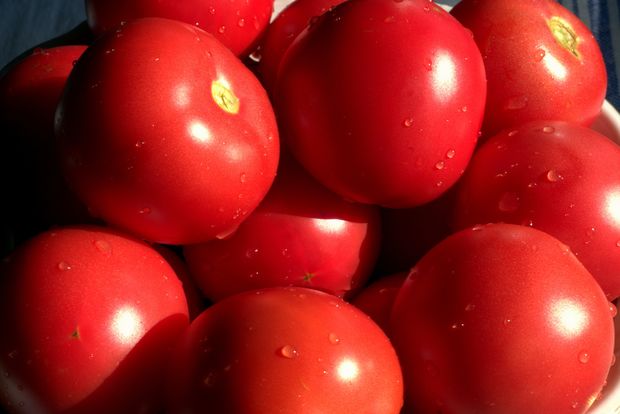 Tonlarla Azərbaycan pomidorunun Rusiyadan qaytarılması ilə bağlı - AÇIQLAMA