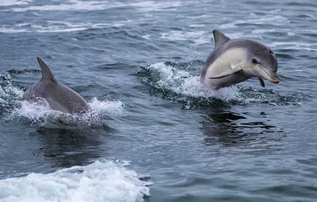Dişi delfin balasını xilas edən balıqçılara təşəkkür etdi - VİDEO