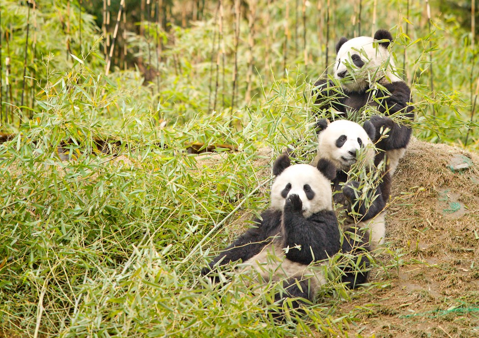 Çində pandalara görə 172 min insan köçürülür