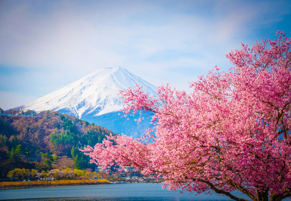 Sakuranın çəhrayı çiçəkləri