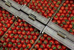 Azərbaycan ötən il Rusiyaya 100 min ton pomidor ixrac edib